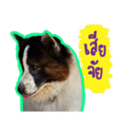 MILO DOG（個別スタンプ：9）