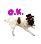 MILO DOG（個別スタンプ：11）