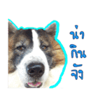 MILO DOG（個別スタンプ：12）