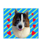 MILO DOG（個別スタンプ：13）