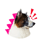 MILO DOG（個別スタンプ：16）