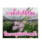 orchids thai3（個別スタンプ：2）