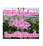 orchids thai3（個別スタンプ：3）