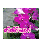 orchids thai3（個別スタンプ：12）