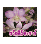 orchids thai3（個別スタンプ：13）