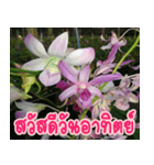 orchids thai3（個別スタンプ：14）