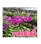 orchids thai3（個別スタンプ：17）