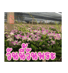 orchids thai3（個別スタンプ：19）