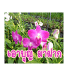 orchids thai3（個別スタンプ：23）
