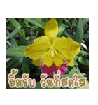 orchids thai3（個別スタンプ：24）