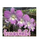orchids thai3（個別スタンプ：25）