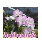 orchids thai3（個別スタンプ：26）