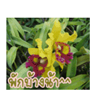 orchids thai3（個別スタンプ：27）