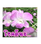 orchids thai3（個別スタンプ：33）