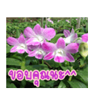 orchids thai3（個別スタンプ：34）