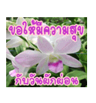orchids thai3（個別スタンプ：36）
