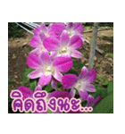 orchids thai3（個別スタンプ：37）