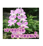 orchids thai3（個別スタンプ：38）
