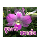 orchids thai3（個別スタンプ：39）