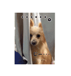 愛犬3ワン。ポメラニアンとポメックス（個別スタンプ：5）