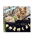 愛犬3ワン。ポメラニアンとポメックス（個別スタンプ：12）