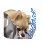 愛犬3ワン。ポメラニアンとポメックス（個別スタンプ：15）