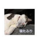 おばちゃん猫【1】（個別スタンプ：14）