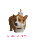 コーギー大好き4（個別スタンプ：3）