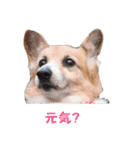 コーギー大好き4（個別スタンプ：4）