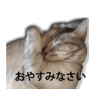 マリリン家の保護猫保護犬達（個別スタンプ：19）