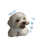 MALTESE MIMI（個別スタンプ：1）