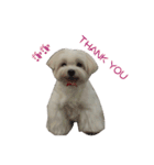 MALTESE MIMI（個別スタンプ：2）
