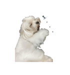 MALTESE MIMI（個別スタンプ：3）