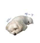 MALTESE MIMI（個別スタンプ：4）
