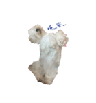 MALTESE MIMI（個別スタンプ：5）