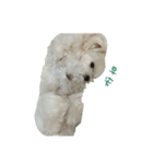 MALTESE MIMI（個別スタンプ：6）