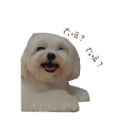 MALTESE MIMI（個別スタンプ：7）