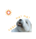 MALTESE MIMI（個別スタンプ：8）