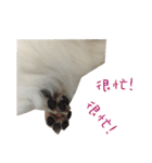 MALTESE MIMI（個別スタンプ：9）