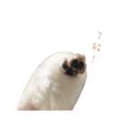MALTESE MIMI（個別スタンプ：10）