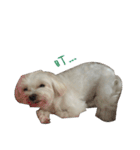 MALTESE MIMI（個別スタンプ：11）