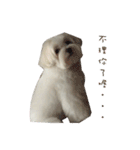 MALTESE MIMI（個別スタンプ：12）