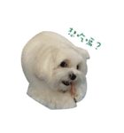 MALTESE MIMI（個別スタンプ：13）