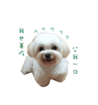 MALTESE MIMI（個別スタンプ：14）