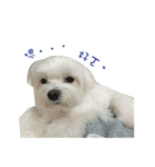 MALTESE MIMI（個別スタンプ：15）