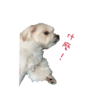 MALTESE MIMI（個別スタンプ：16）
