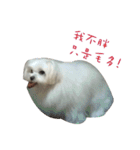 MALTESE MIMI（個別スタンプ：17）