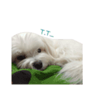 MALTESE MIMI（個別スタンプ：18）