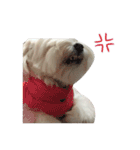 MALTESE MIMI（個別スタンプ：19）