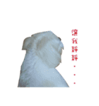MALTESE MIMI（個別スタンプ：20）